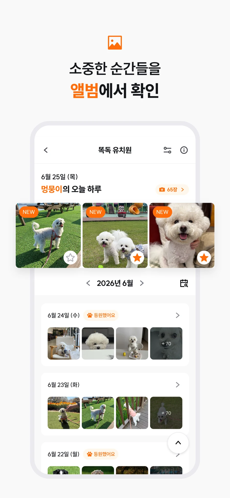 유치원에서 보낸 강아지의 사진을 날짜별로 확인하는 앨범 화면